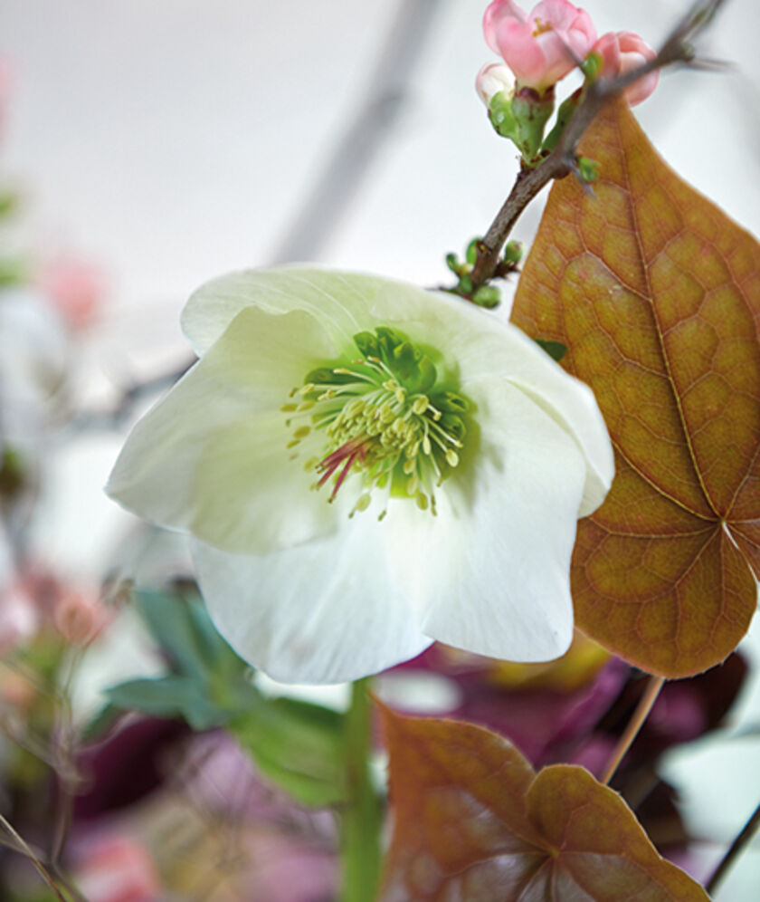 Blüte von Aarendelle Bella White