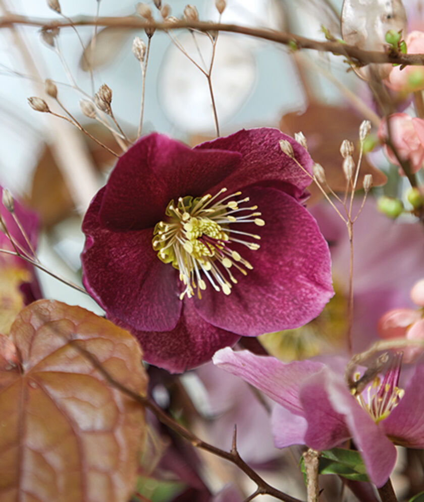 Blüte von Aarendelle Nora Purple